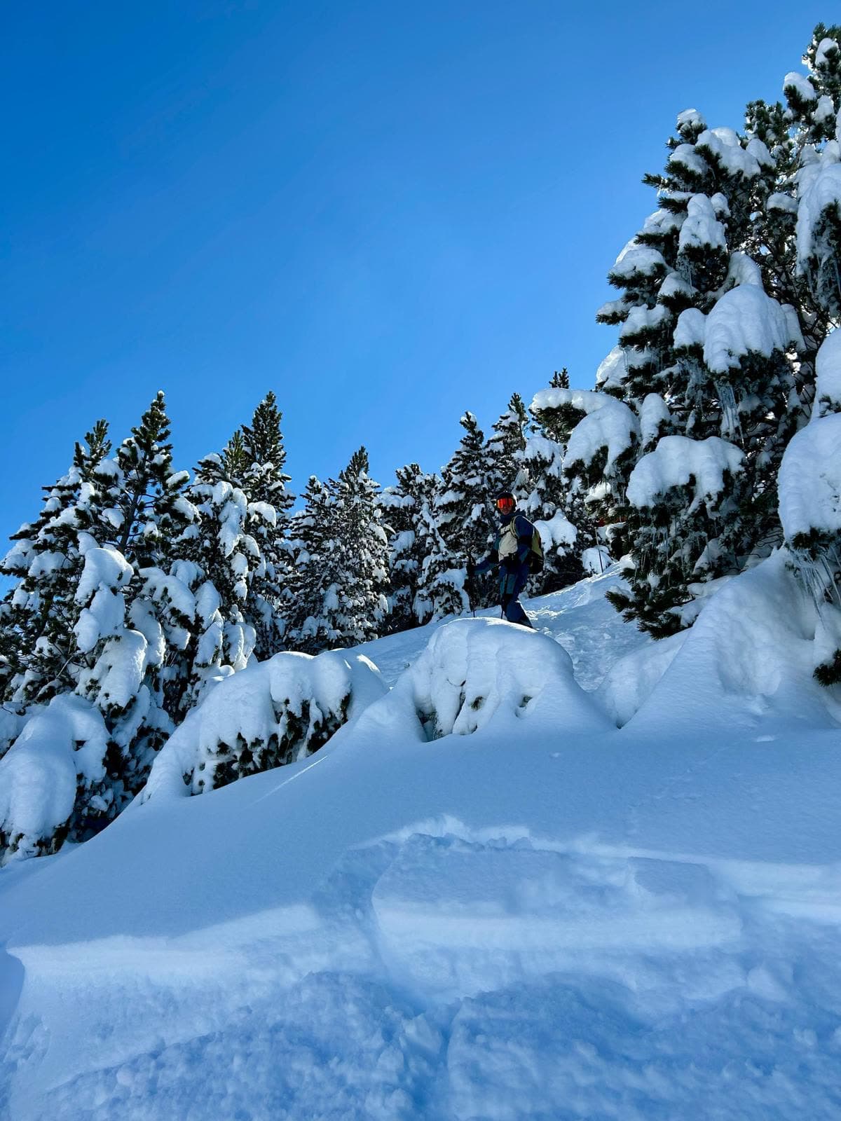 Esquiador entre pinos cargados de nieve polvo